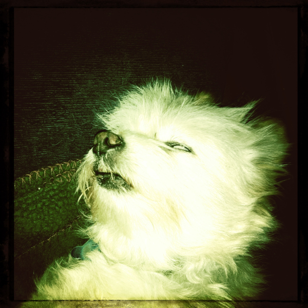 Hip 339294775.956577