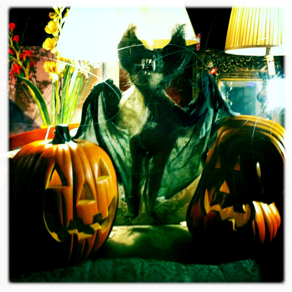 Hip 310194453.090597