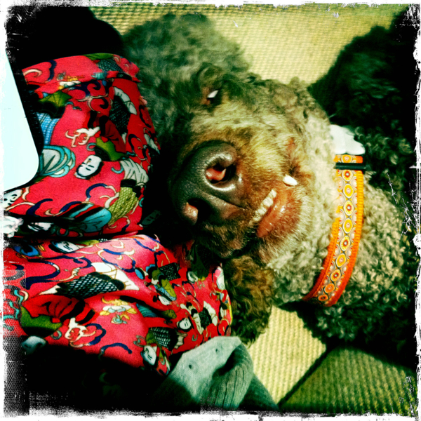 Hip 341636528.573879