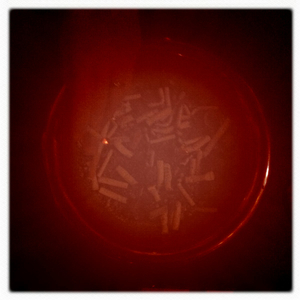 Hip 341646003.431879