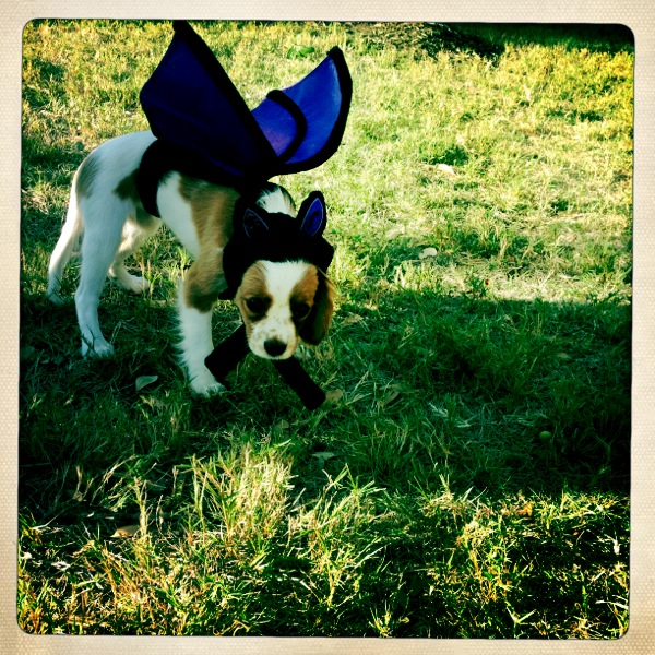 Hip 341619153.309078