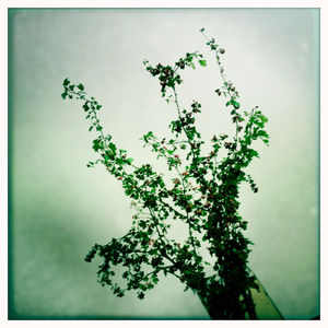 Hip 341729556.327549