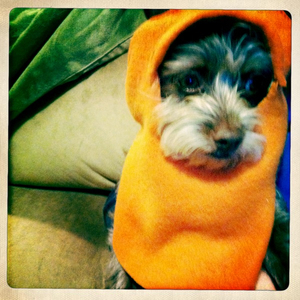 Hip 341729068.084192