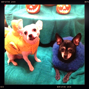 Hip 341735203.581477