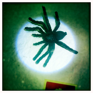 Hip 341490453.736278