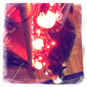 Hip 341690940.710239