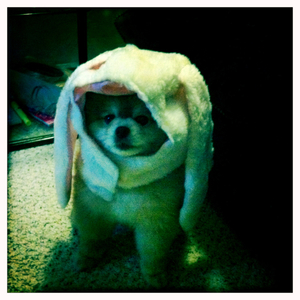 Hip 341791273.138053