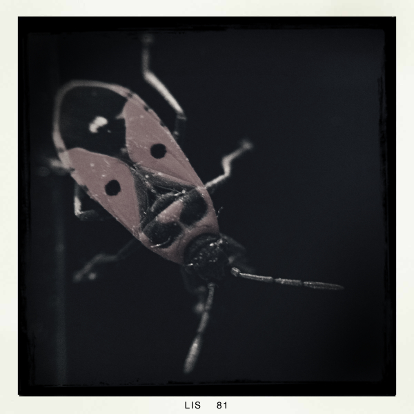 Hip 341809496.048260