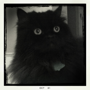 Hip 341637773.194202