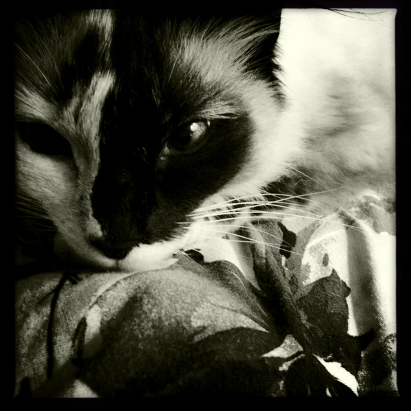 Hip 341880975.539090