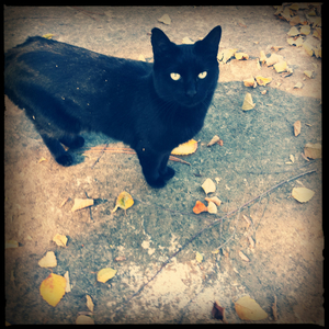 Hip 340489196.235529