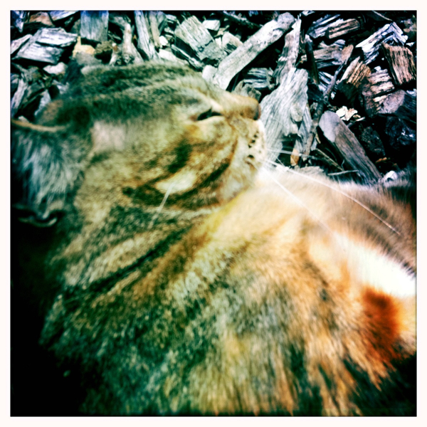 Hip 340311343.307723