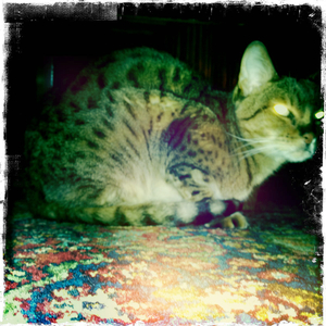 Hip 341967644.354422