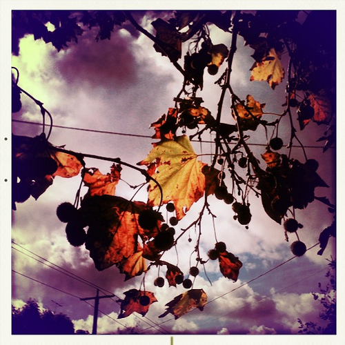 4607679007 99505f7a70