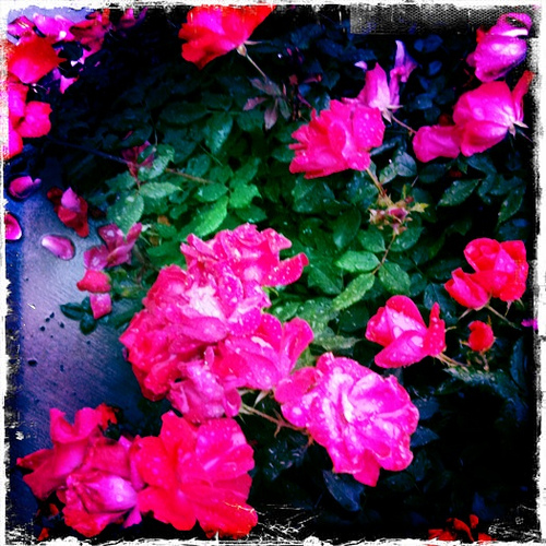 4619029639 2a27573823