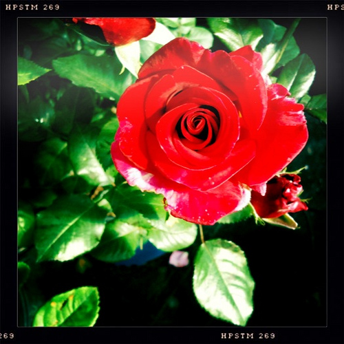 4623133248 84bb7e69cd