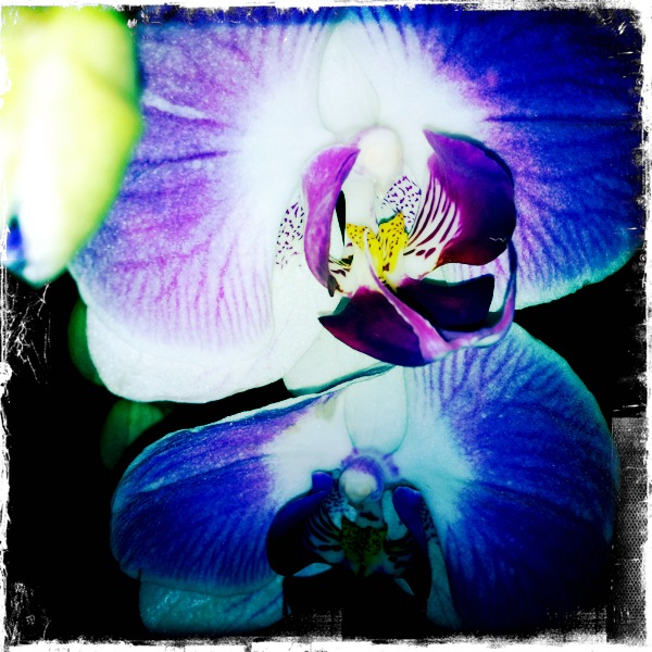 Hip 352841837.842217