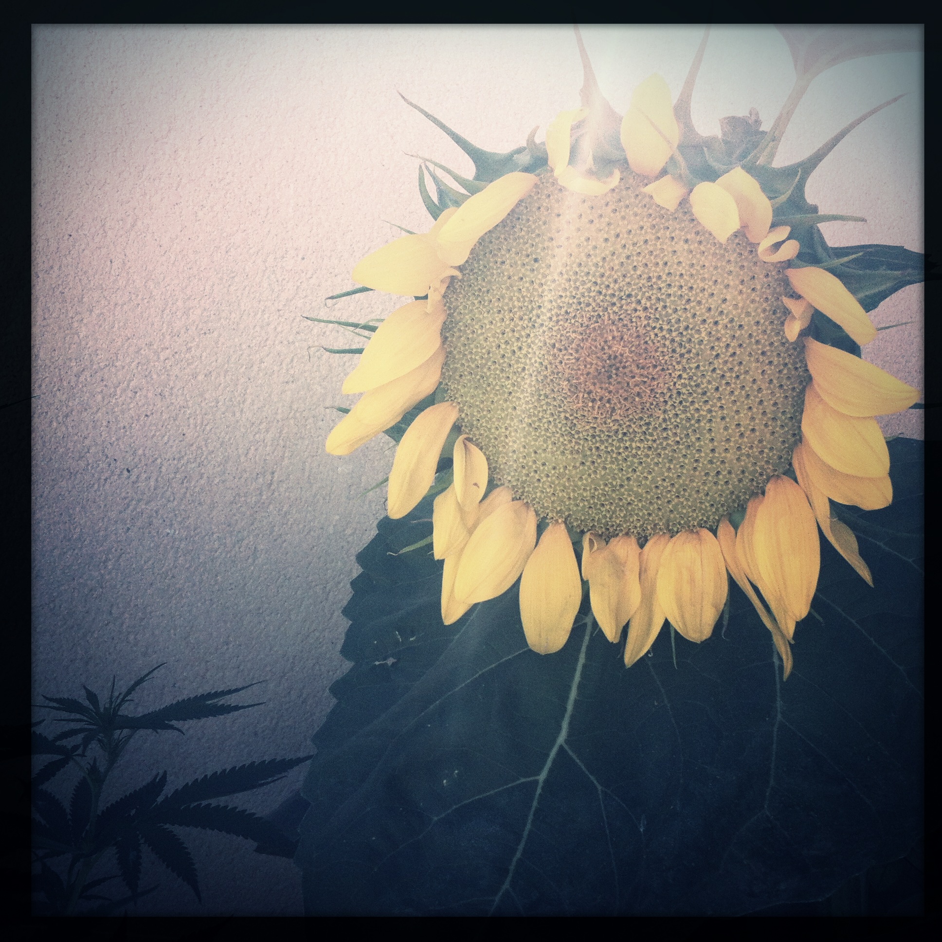 Hip 367583987.351709