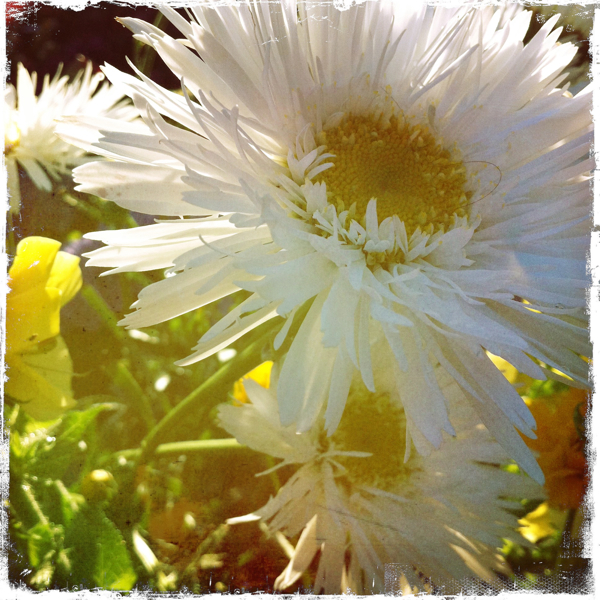 Hip 333399075.310791