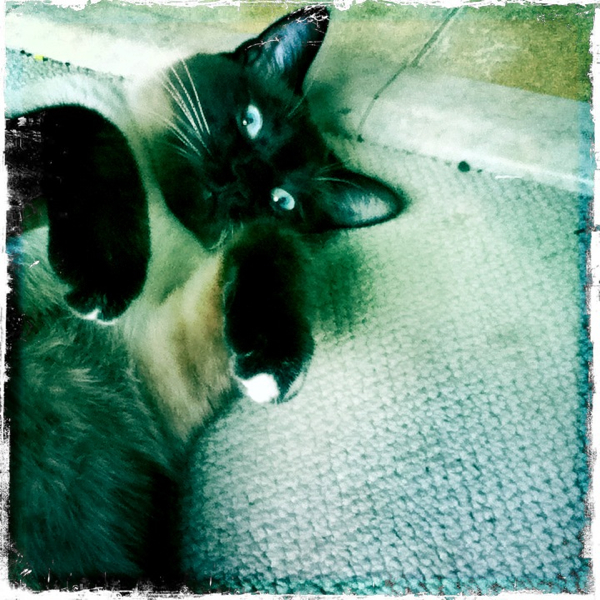 Hip 332445884.726092