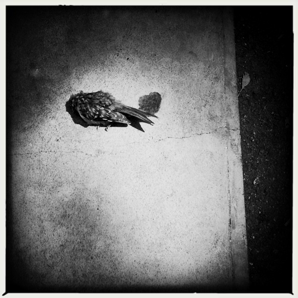 Hip 333239507.748962