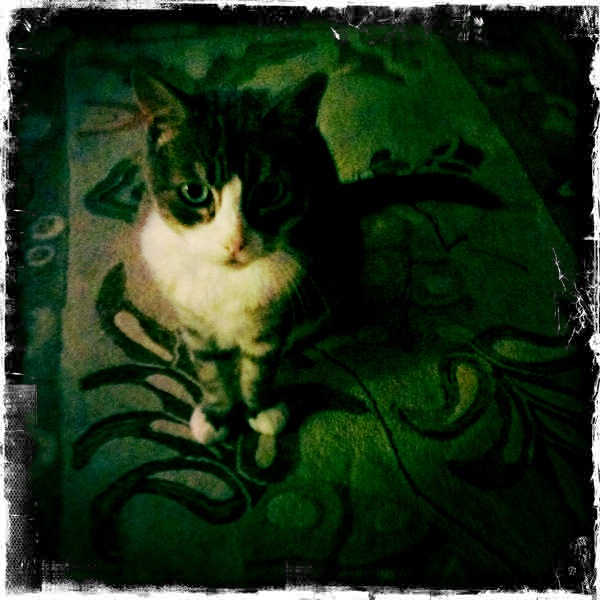 Hip 334626882.589959