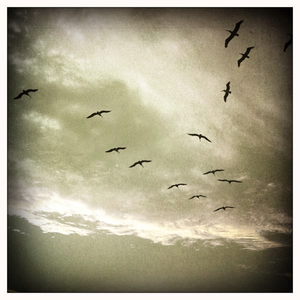 Hip 331613112.978105