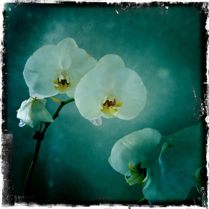 Hip 329405493.121128