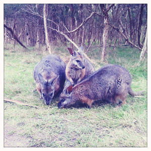 Hip 334475211.481942