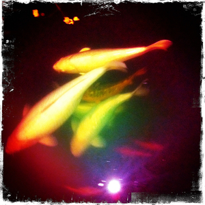 Hip 331183853.110879