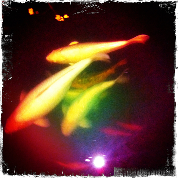 Hip 331183853.110879