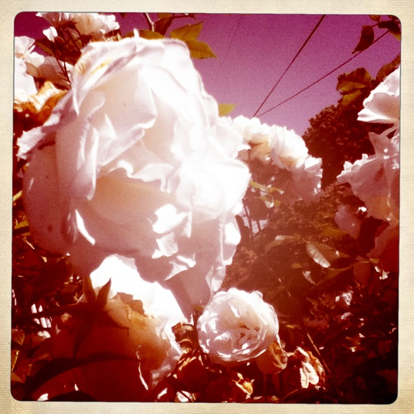 Hip 331492135.224343