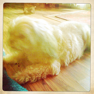 Hip 333918095.073027