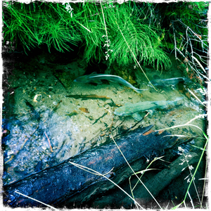 Hip 334703444.245173