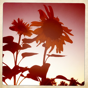 Hip 334801521.019753