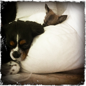 Hip 334496445.220363