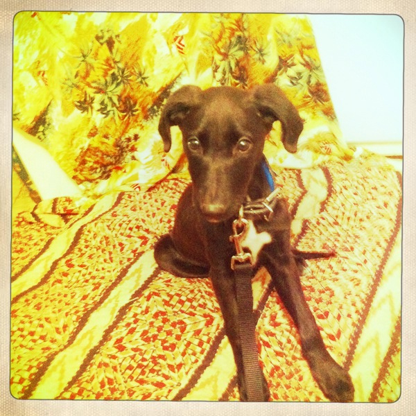 Hip 313000380.108369