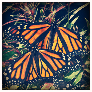 Hip 329421114.357169