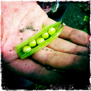 Hip 334867503.814908