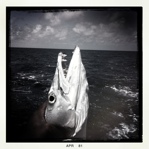 Hip 325594500.778027