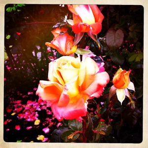 Hip 331840421.564523