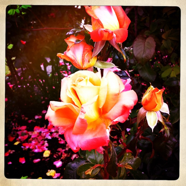 Hip 331840421.564523