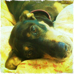 Hip 334929886.180733