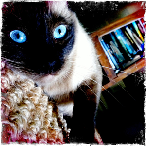 Hip 334889770.884617