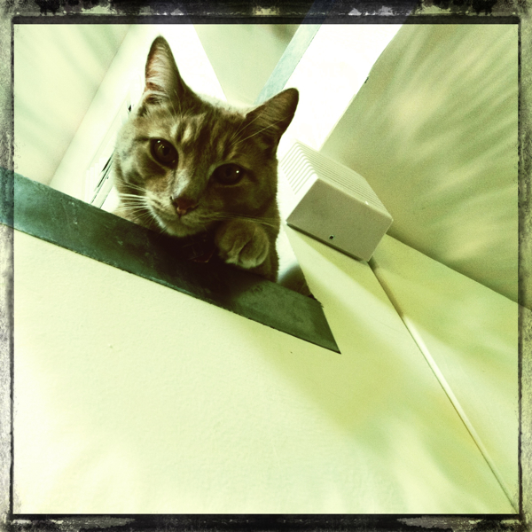 Hip 333816715.073422