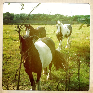 Hip 334682137.528070