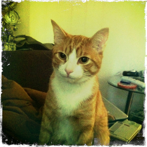 Hip 320103211.027494