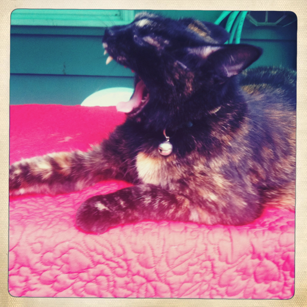 Hip 334783828.027790