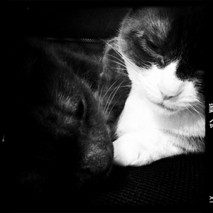 Hip 334806366.477671