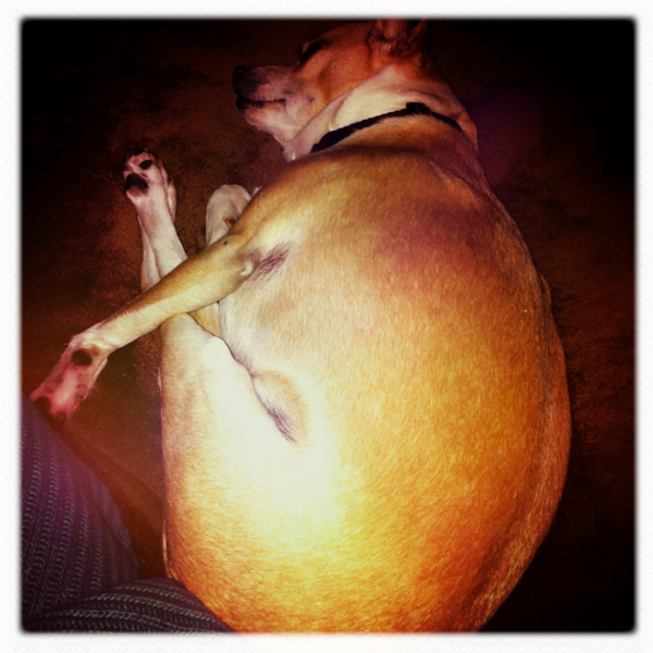 Hip 333778315.611459